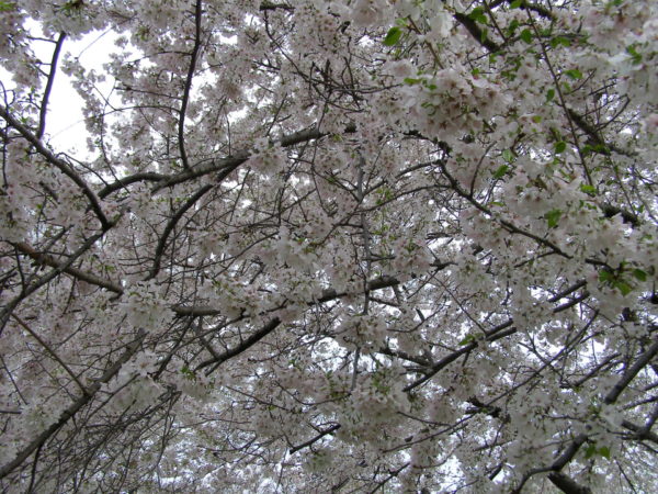 Sunday Garden Chat:  A Poem for Cherry Blossoms 1