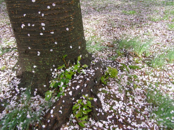 Sunday Garden Chat:  A Poem for Cherry Blossoms 2