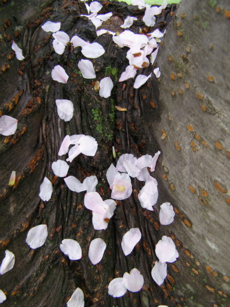 Sunday Garden Chat:  A Poem for Cherry Blossoms 3