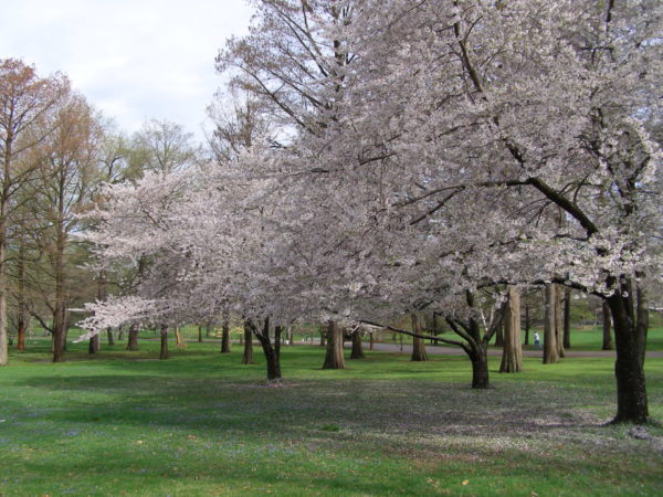 Sunday Garden Chat:  A Poem for Cherry Blossoms