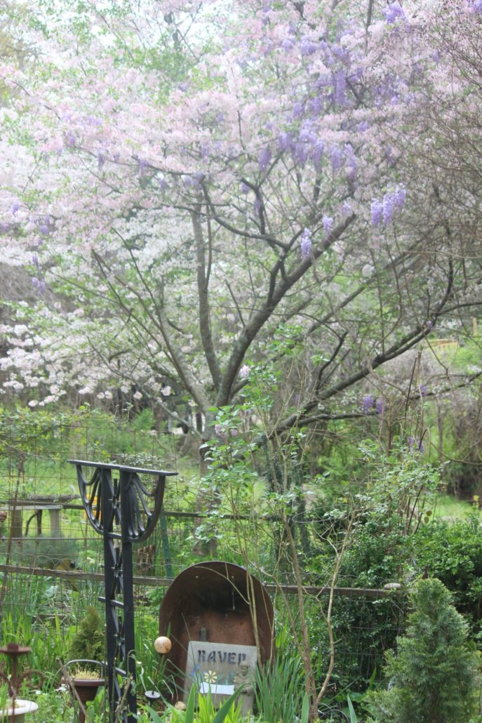 cherry blossoms & wisteria