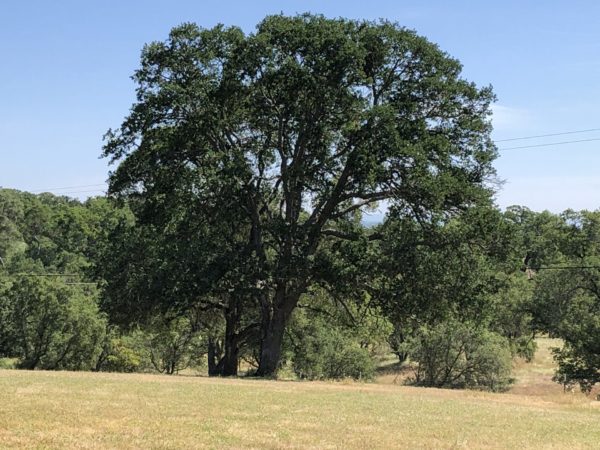 California Blue Oak