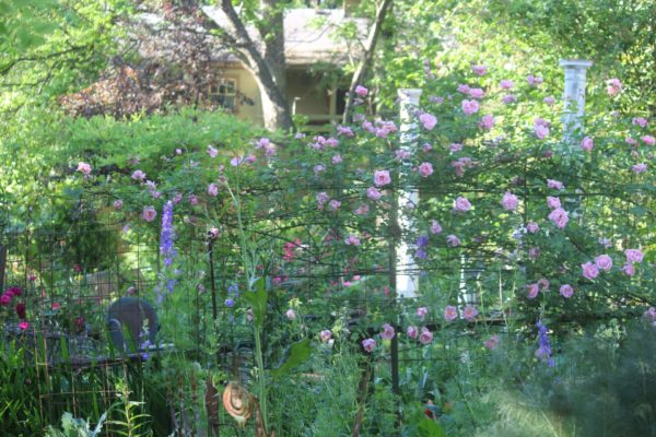 Sunday Morning Garden Chat: Mrs. Raven's Flowers