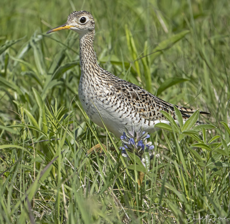 On The Road - Albatrossity - Spring in Flyover Country #8 4