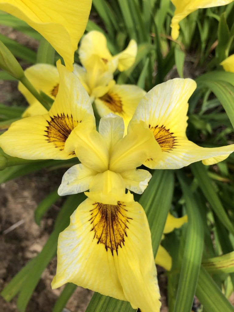 On The Road - Emma - Mt. Pleasant Iris Farm, Washougal, WA 3