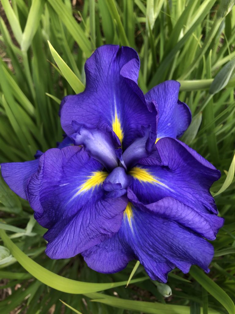 On The Road - Emma - Mt. Pleasant Iris Farm, Washougal, WA 1