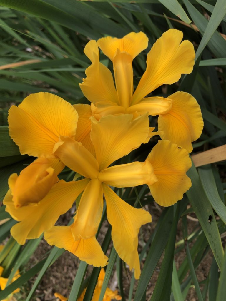 On The Road - Emma - Mt. Pleasant Iris Farm, Washougal, WA