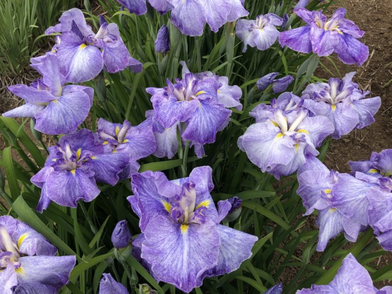 On The Road - Emma - Mt. Pleasant Iris Farm, Washougal, WA 4