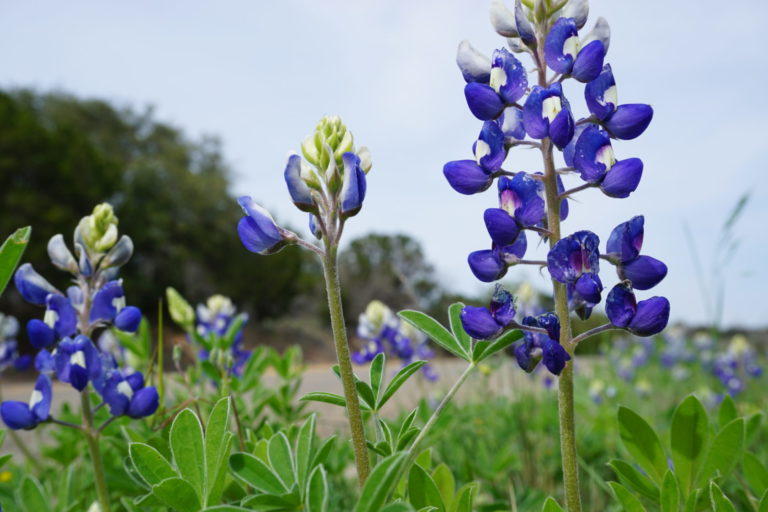 On The Road - frosty - 2020 Coronavirus Road Trip – Part 4: Desert Wildflowers 7