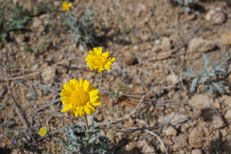 On The Road - frosty - 2020 Coronavirus Road Trip – Part 4: Desert Wildflowers 6