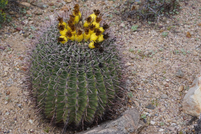 On The Road - frosty - 2020 Coronavirus Road Trip – Part 6: Cactus Flowers 3