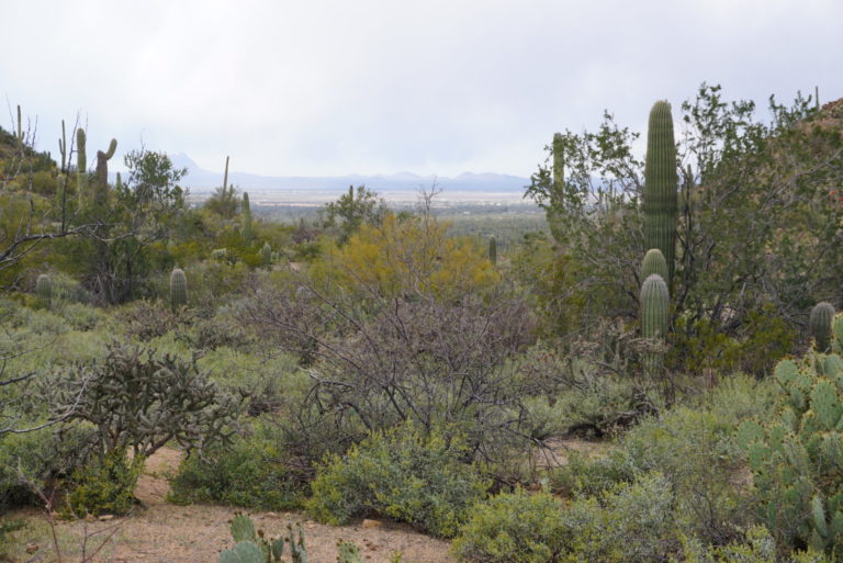 On The Road - frosty - 2020 Coronavirus Road Trip – Part 3: Saguaro National Park 6