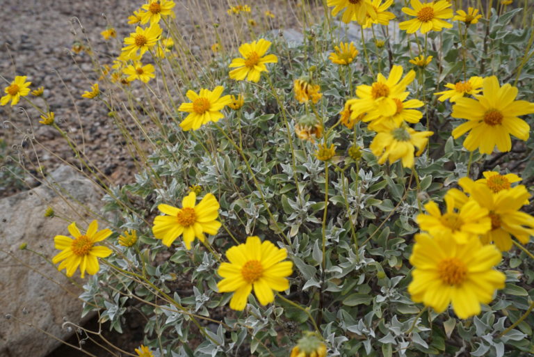 On The Road - frosty - 2020 Coronavirus Road Trip – Part 4: Desert Wildflowers 4