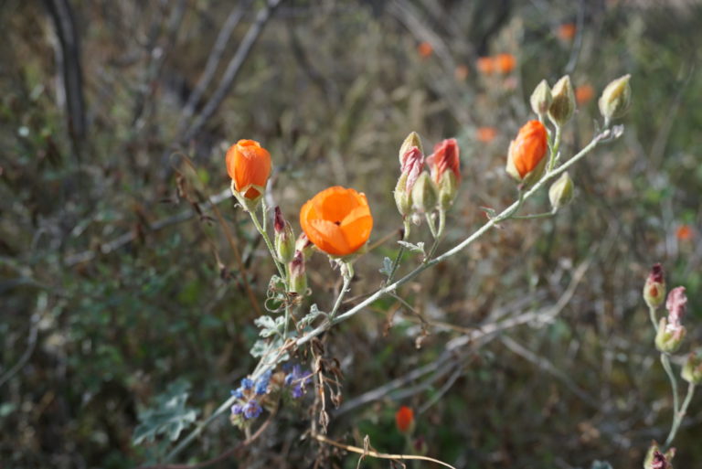 On The Road - frosty - 2020 Coronavirus Road Trip – Part 4: Desert Wildflowers 3