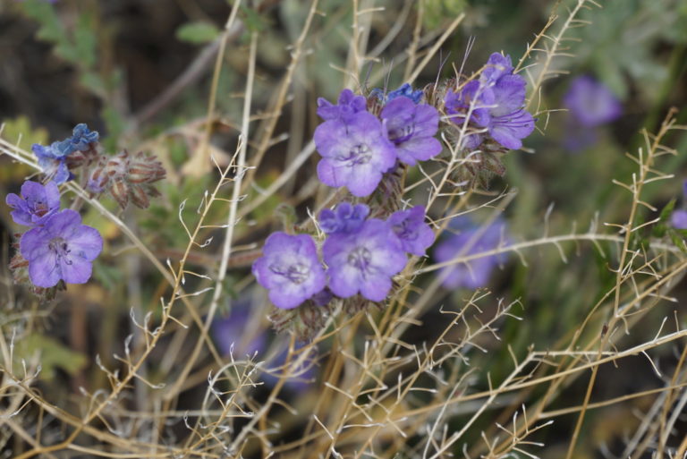 On The Road - frosty - 2020 Coronavirus Road Trip – Part 4: Desert Wildflowers 1