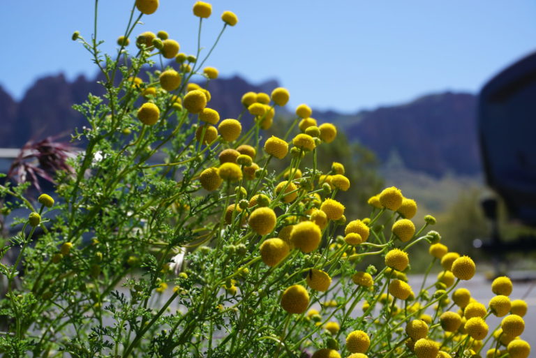 On The Road - frosty - 2020 Coronavirus Road Trip – Part 4: Desert Wildflowers