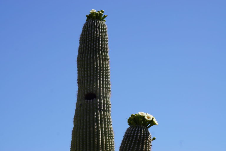 On The Road - frosty - 2020 Coronavirus Road Trip – Part 6: Cactus Flowers 5