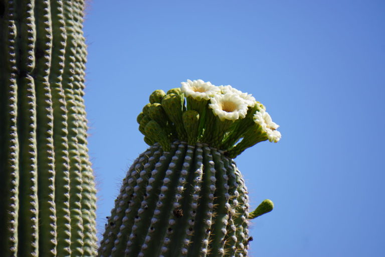 On The Road - frosty - 2020 Coronavirus Road Trip – Part 6: Cactus Flowers 4