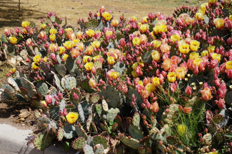 On The Road - frosty - 2020 Coronavirus Road Trip – Part 6: Cactus Flowers 1