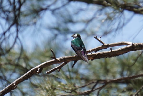 On The Road - frosty - 2020 Coronavirus Road Trip – Part 8: Birds 4