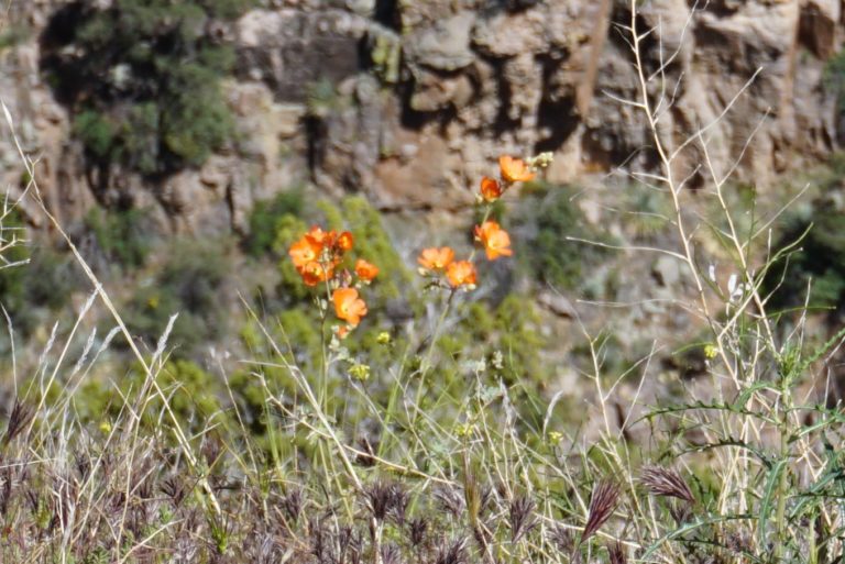 On The Road - frosty - 2020 Coronavirus Road Trip – Part 7: Arizona-New Mexico Plateau Wildflowers 3
