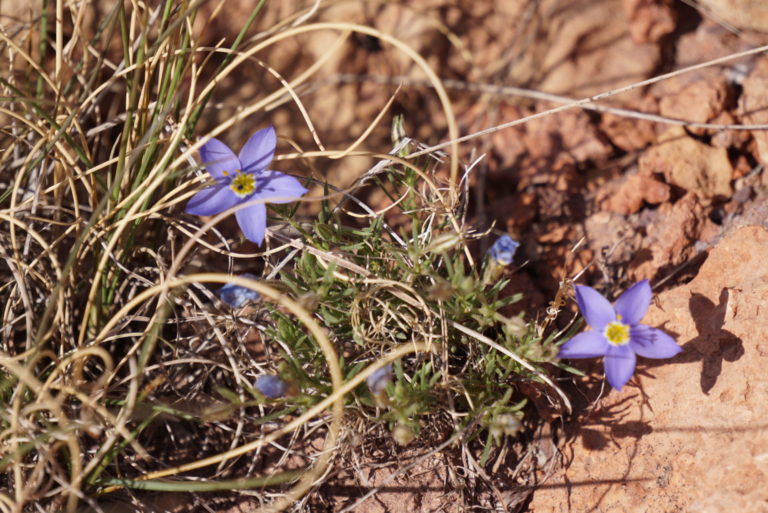 On The Road - frosty - 2020 Coronavirus Road Trip – Part 7: Arizona-New Mexico Plateau Wildflowers 6