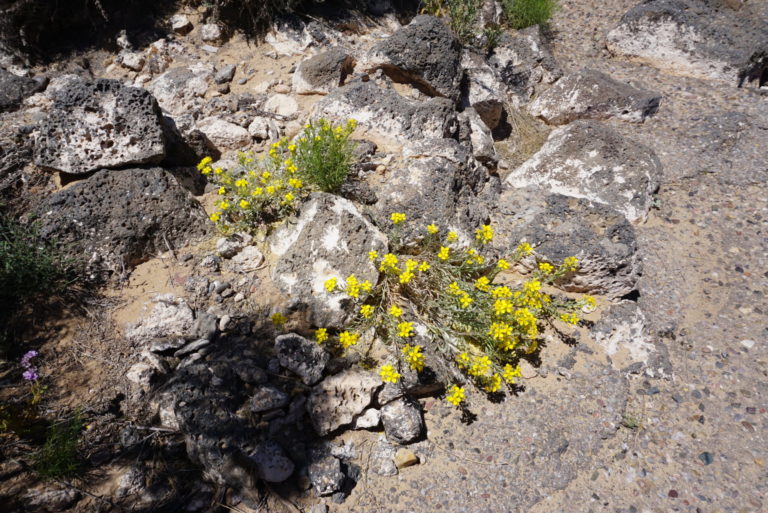 On The Road - frosty - 2020 Coronavirus Road Trip – Part 7: Arizona-New Mexico Plateau Wildflowers