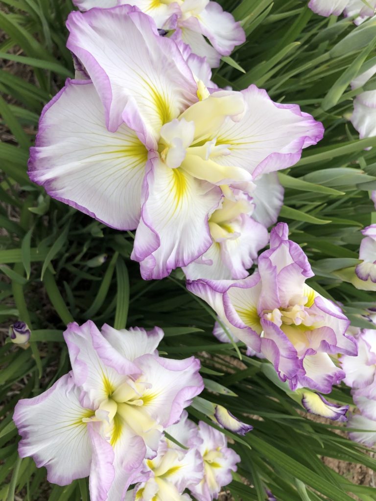 On The Road - Emma - Mt. Pleasant Iris Farm, Washougal, WA 2