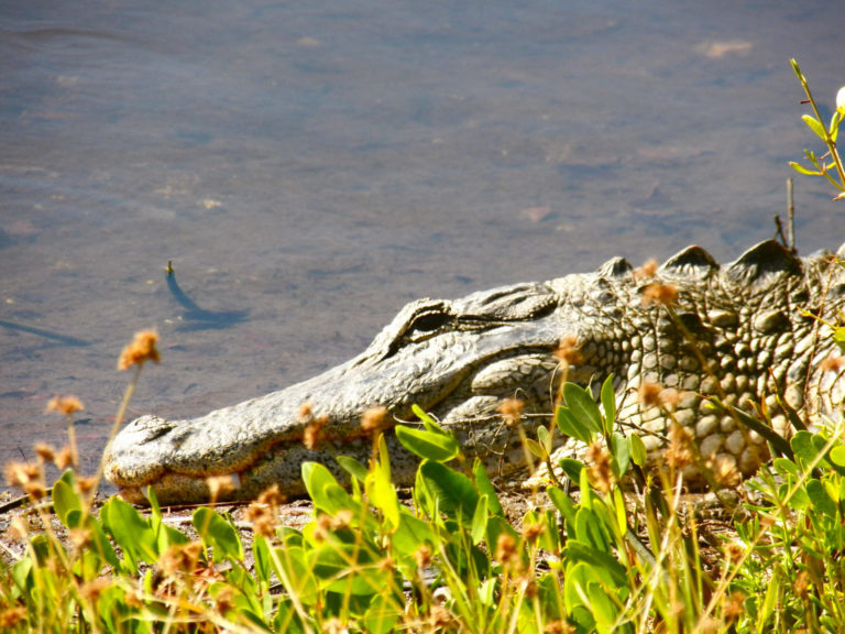 On The Road - cope - Sanibel and Cayo Costa 2