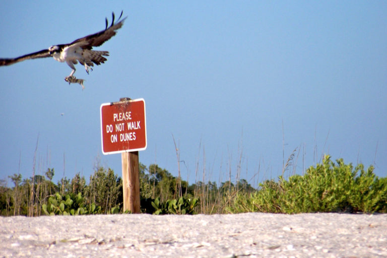 On The Road - cope - Sanibel and Cayo Costa 6