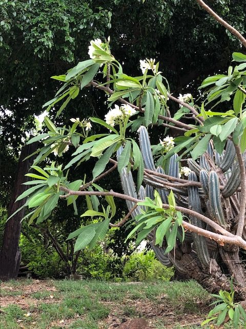 On The Road - Salty Sam - Tropical Floribundance 2