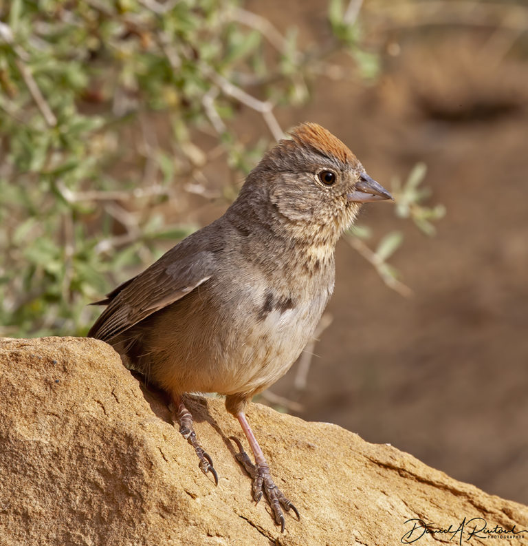 On The Road - Albatrossity - Chaco Canyon, summer