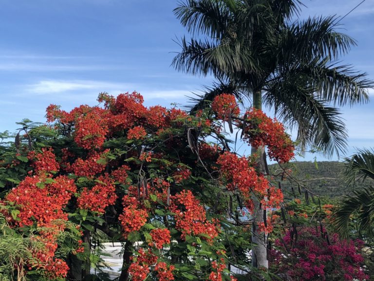 On The Road - Salty Sam - Tropical Floribundance 4