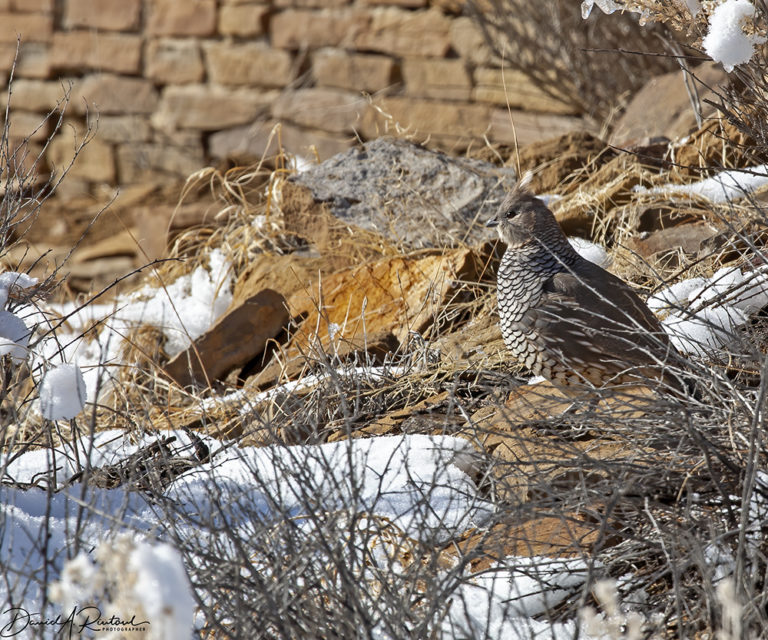 On The Road - Albatrossity - Chaco Canyon, winter 4