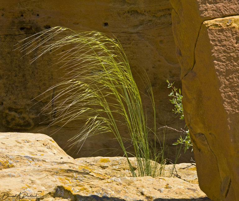 On The Road - Albatrossity - Chaco Canyon, summer 5