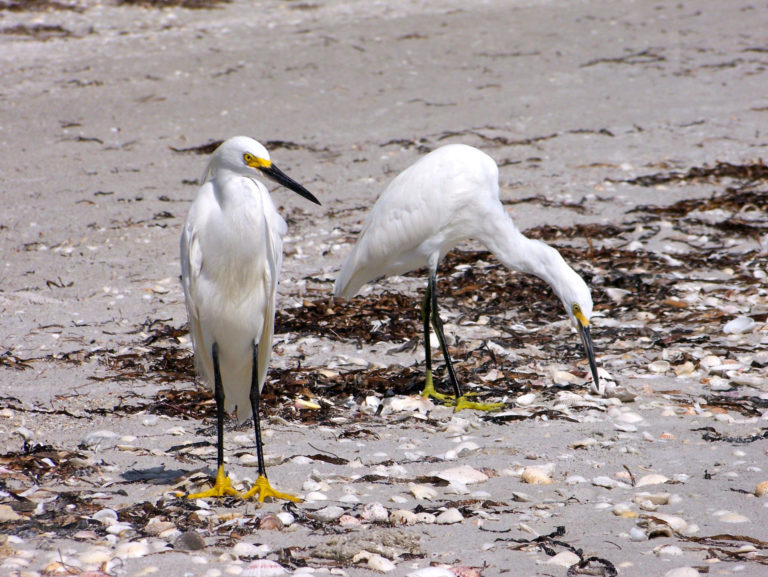 On The Road - cope - Sanibel and Cayo Costa 5