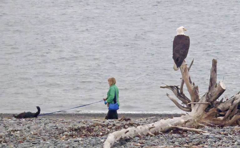 On The Road - Albatrossity - Homer, Alaska 6