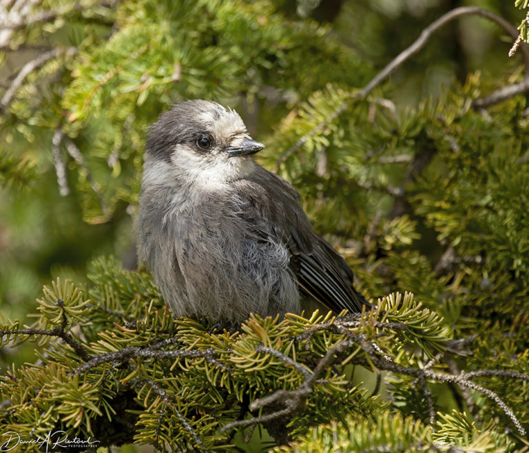 On The Road - Albatrossity - Denali 1