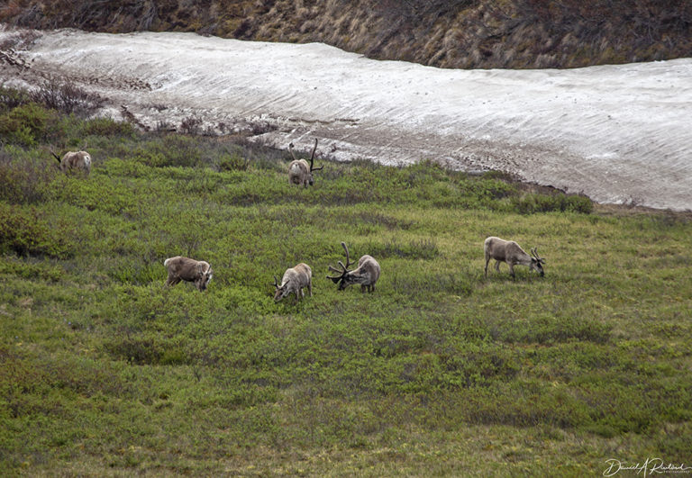 On The Road - Albatrossity - Denali 4