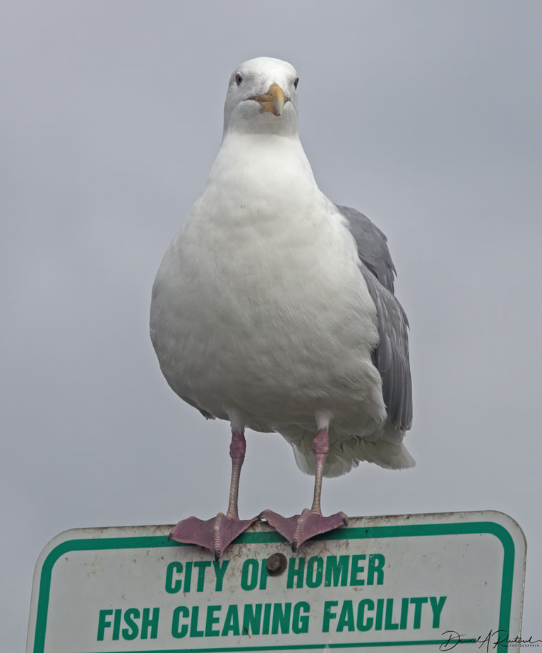 On The Road - Albatrossity - Homer, Alaska 5