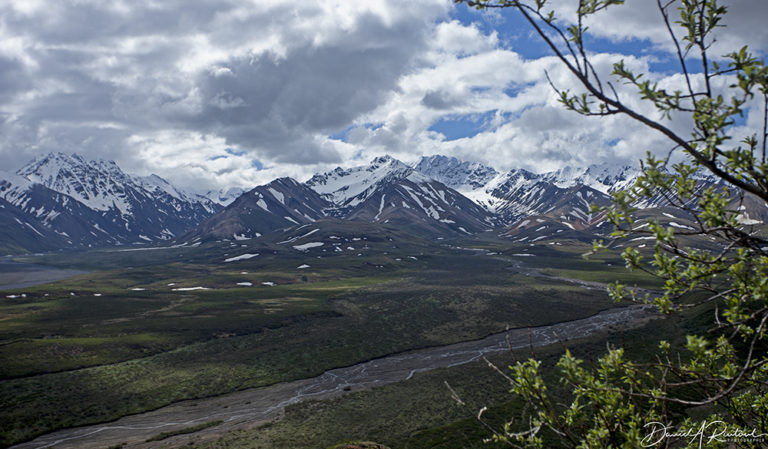 On The Road - Albatrossity - Denali 5