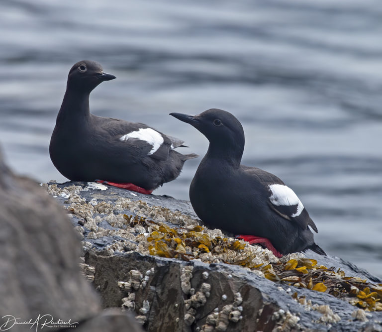 On The Road - Albatrossity - Homer, Alaska 1