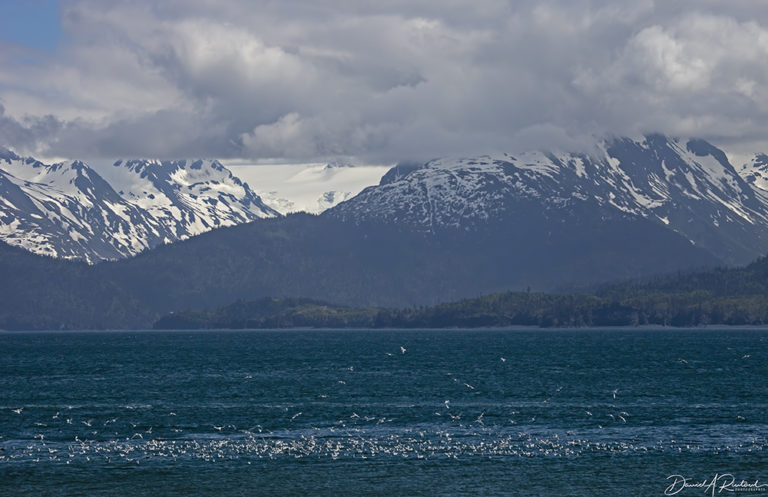 On The Road - Albatrossity - Homer, Alaska 7