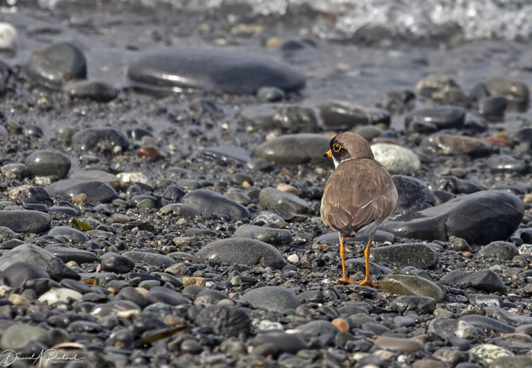 On The Road - Albatrossity - Homer, Alaska 4