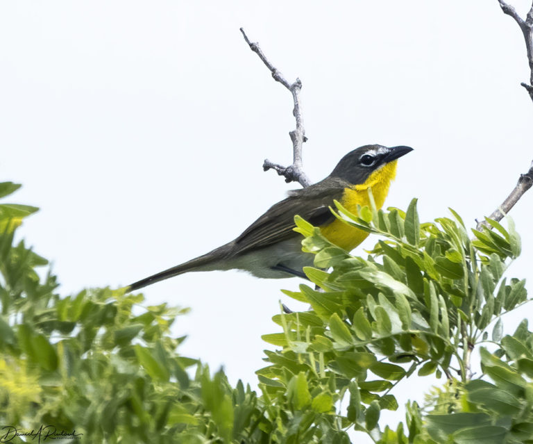 On The Road - Albatrossity - Spring in Flyover Country - Finale for 2020 3