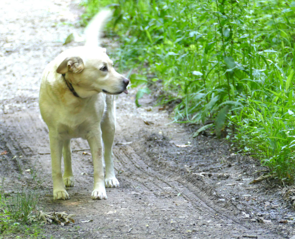 On The Road - J R in WV - Current Fur Babies on the Farm 5