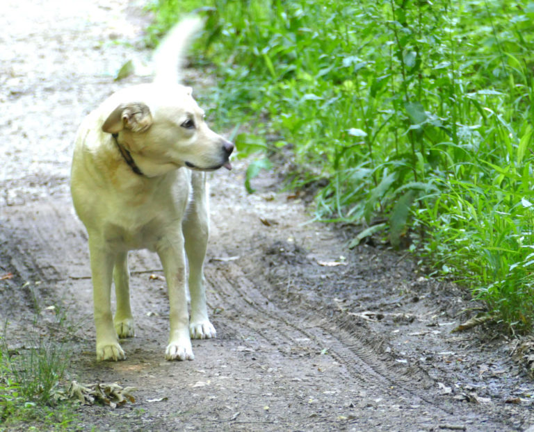 On The Road - J R in WV - Current Fur Babies on the Farm 5