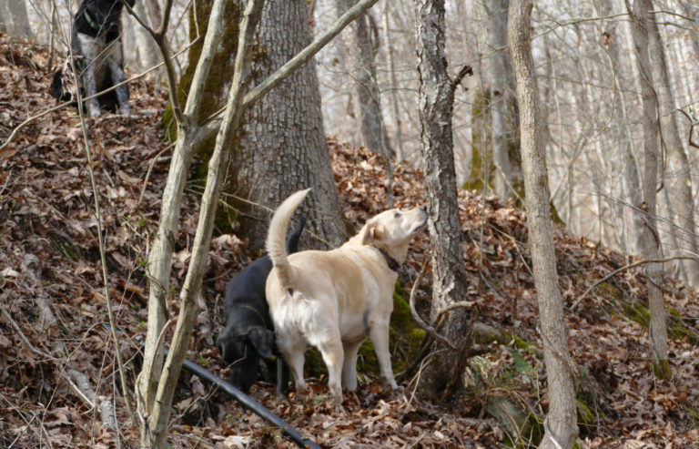 On The Road - J R in WV - Current Fur Babies on the Farm 1