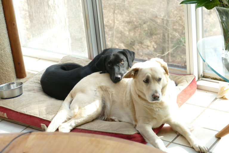 On The Road - J R in WV - Current Fur Babies on the Farm