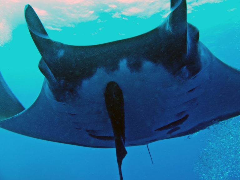 On The Road - lashonharangue - Socorro Island, Mexico 3